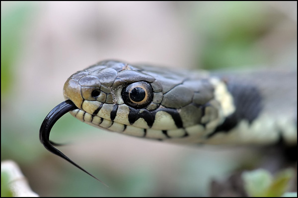 Grass Snake