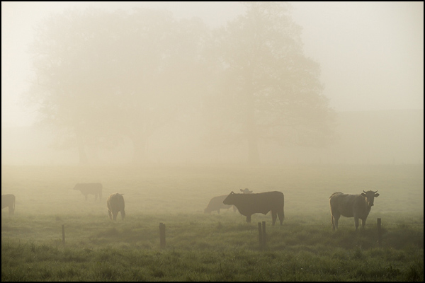 Cows in the Mist