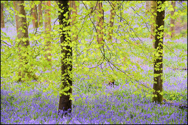Franks Wood