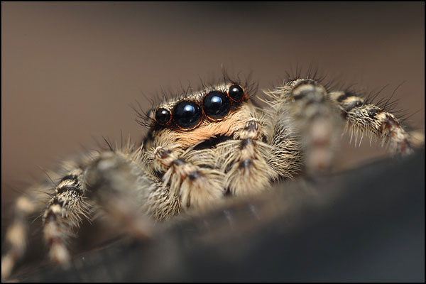 Jumping Spider