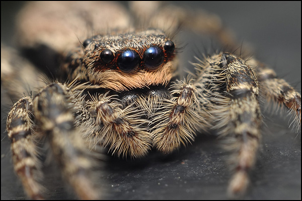 Jumping Spider