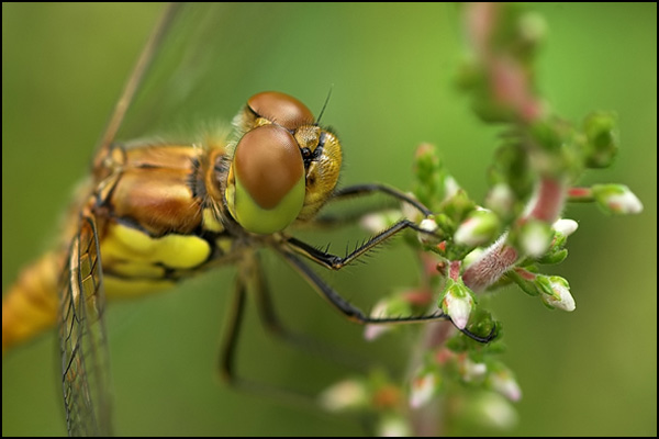 Common Darter Dragonfly