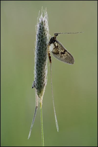 Emerged Mayfly
