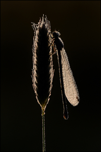 Azure Damselfly