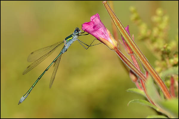 Emerald Damselfly