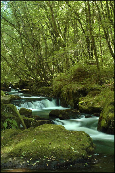 Golitha Falls