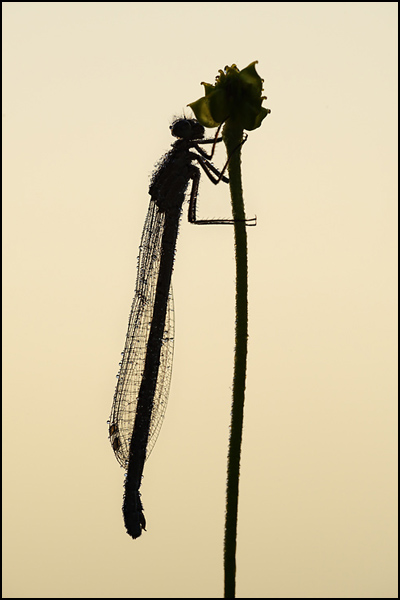 Dawn Damsel