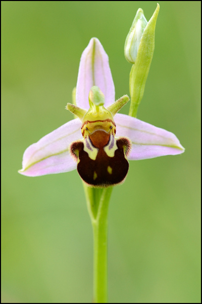 Bee Orchid