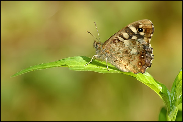 Speckled Wood Butterfly