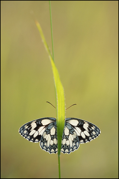 Marbled White