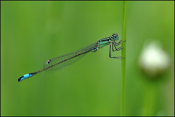 Blue Tailed Damselfly
