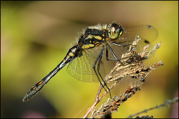 Black Darter Dragonfly