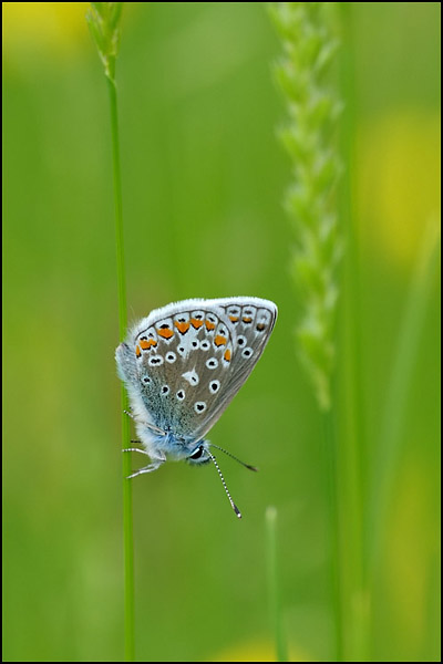 Common Blue Butterfly