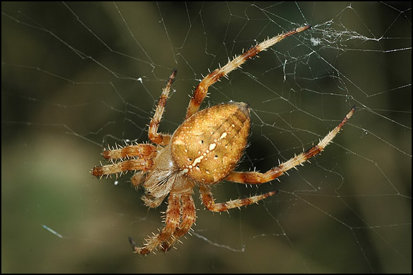 Garden Spider