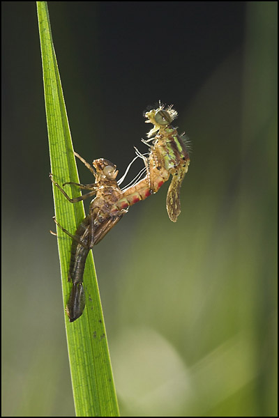 Large Red Damselfly