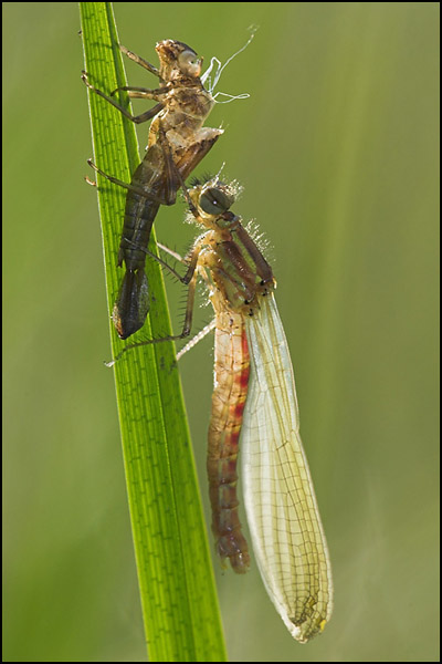 Large Red Damselfly