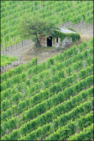 Vines