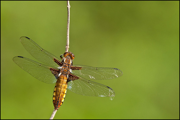 Broad-bodied Chaser (Libellula depressa)