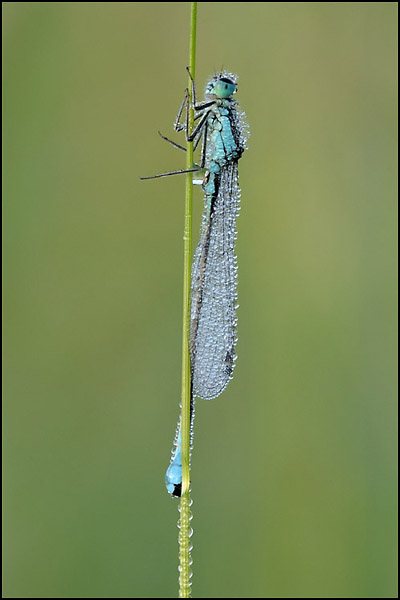 Common Blue Damselfly