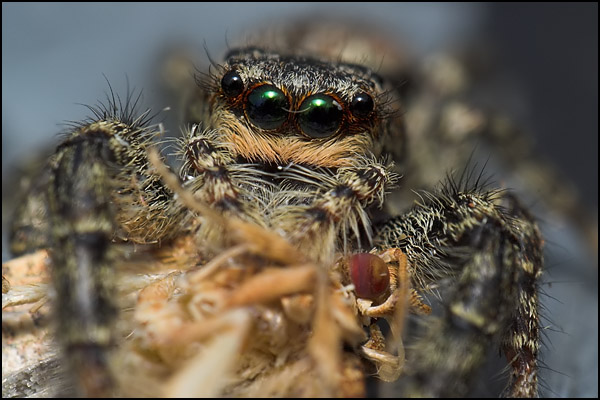 Jumping Spider