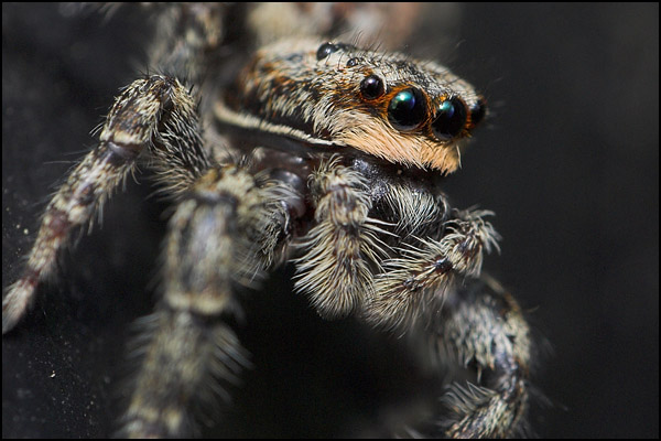 Jumping Spider