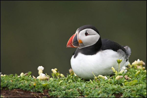 Puffin