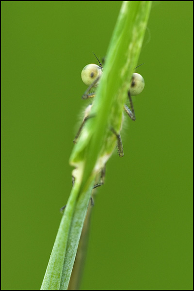 Blue Tailed Damselfly