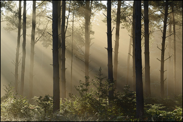 Pine Dawn