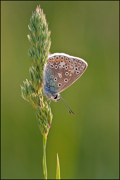 Common Blue (Polyommatus icarus)
