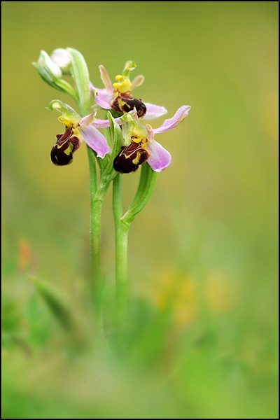 Bee Orchid (Ophrys apifera)