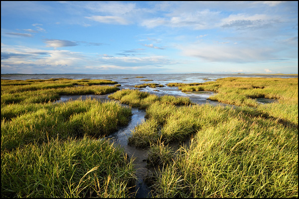 Holy Island View