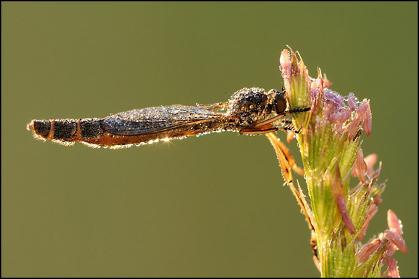 Robber Fly in Dawn Light