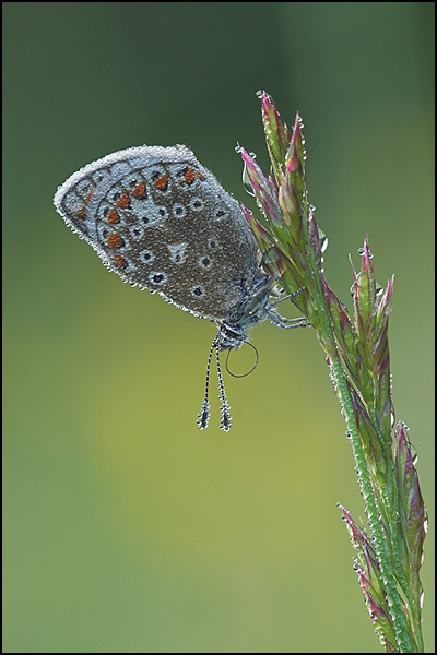 Common Blue Butterfly