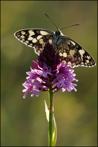 Marbled White (Melanargia galathea)
