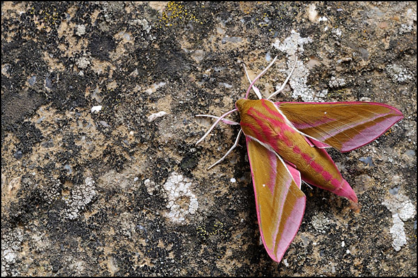 Elephant Hawk Moth (Deilephila elpenor)