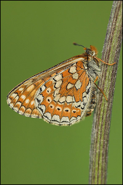 Marsh Fritillary Butterfly