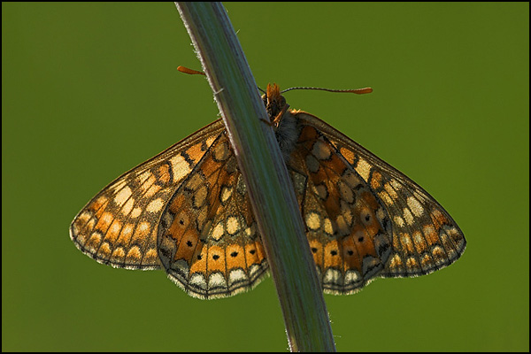 Marsh Fritillary Butterfly