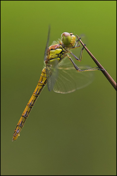 Common Darter Dragonfly