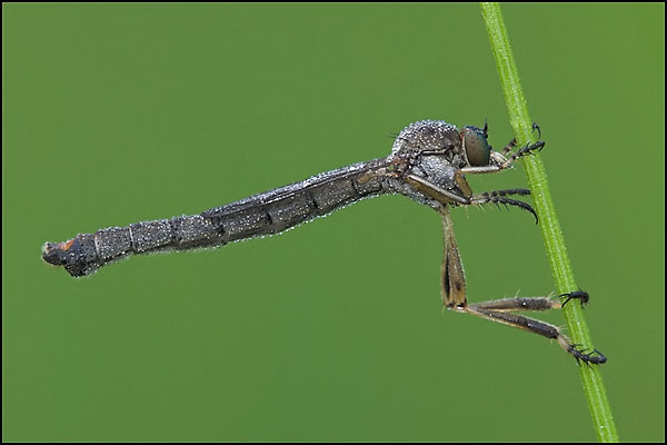 Robber Fly