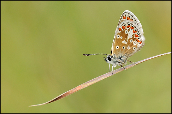 Common Blue (Polyommatus icarus)