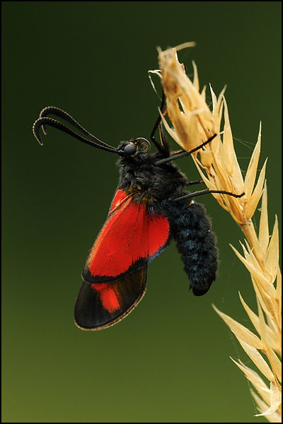 Six-Spot Burnet Moth (Zygaena filipendulae)