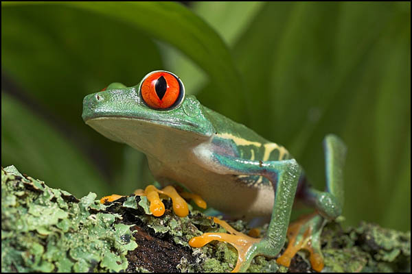 Tree Frog