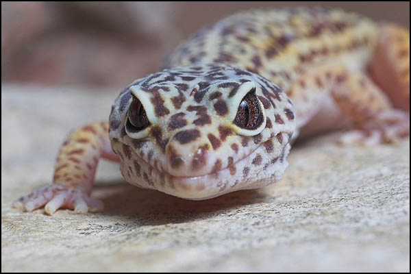 Leopard Gecko