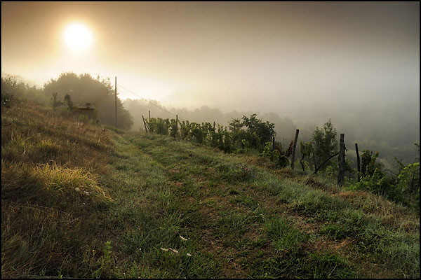 Misty Sunrise