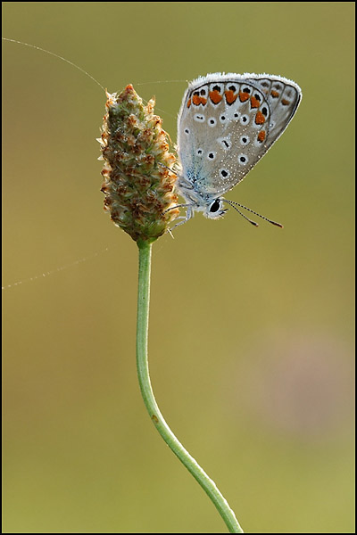 Common Blue (Polyommatus icarus)