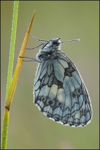 Marbled White Butterfly