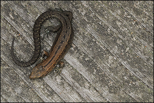 Common Lizard