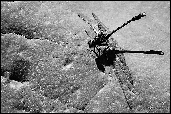 Small Pincertail (Onichogomphus forcipatus)