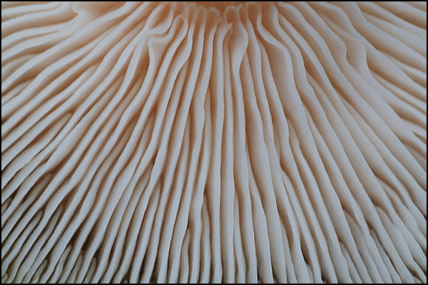 Honey Funghi