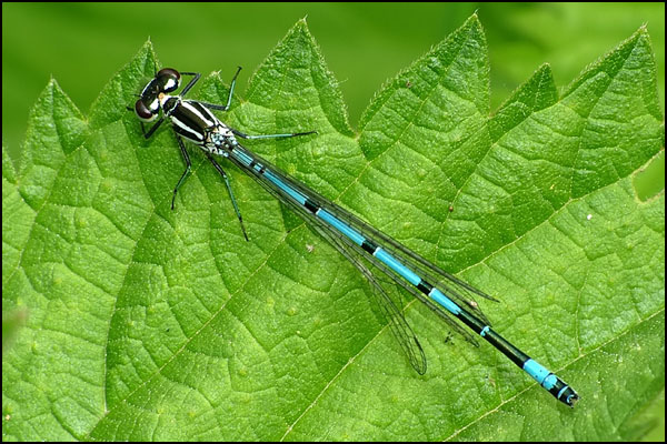 Azure Damselfly